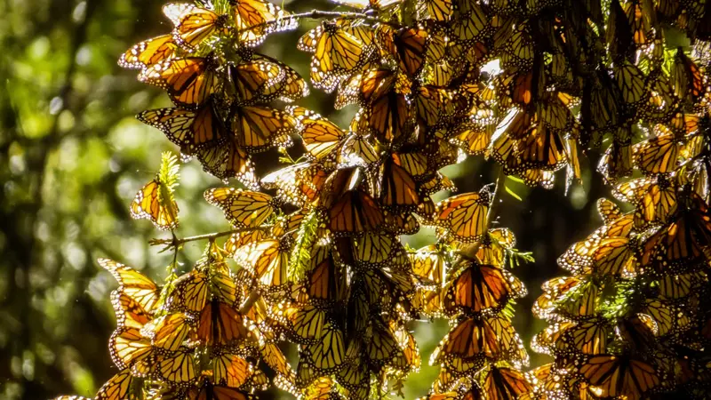 Monarch butterflies